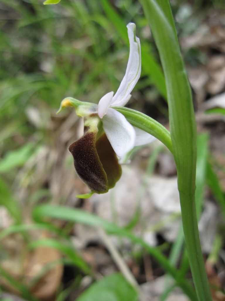 Ophrys sp.